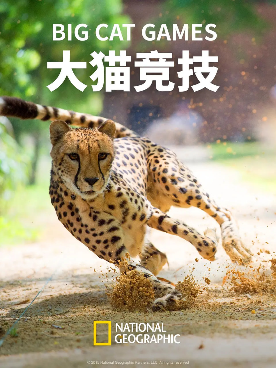 大猫竞技